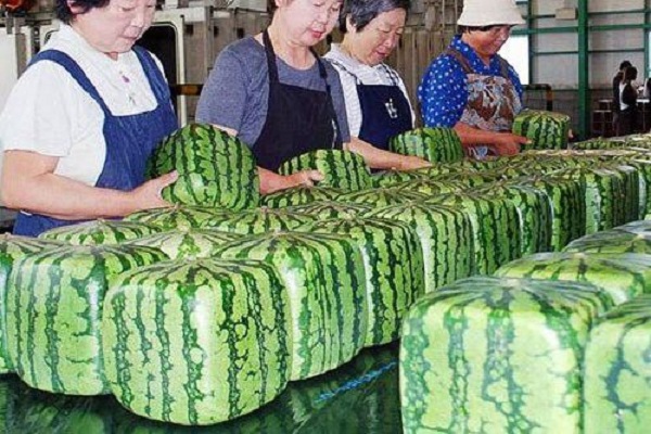 Loại dưa hấu vuông Nhật đang được bán ở Hà Nội với 4,5 triệu đồng/quả