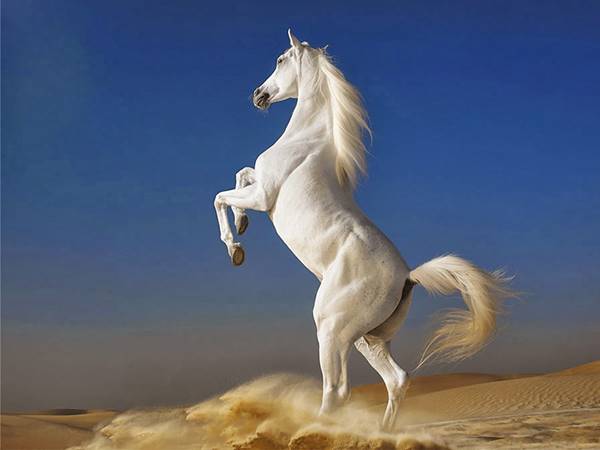 Nằm mơ thấy con ngựa là điềm báo gì? số mấy