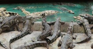 Mơ thấy cá sấu là điềm báo lành hay dữ?