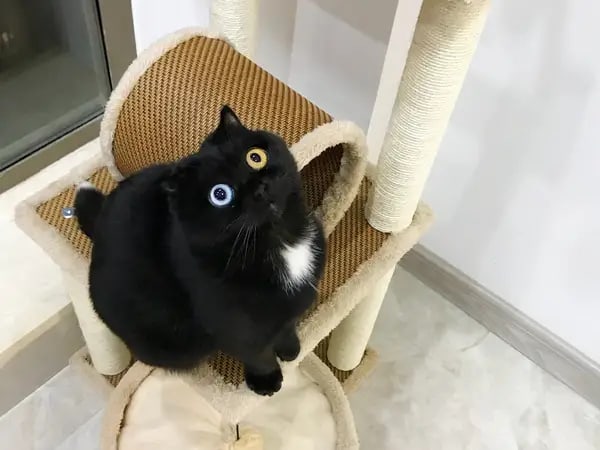 Giải mã giấc mơ thấy mèo đen là điềm hên hay xui?