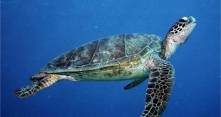 Con rùa số mấy - Nằm mơ thấy rùa đánh con gì ăn chắc