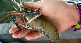 Giải mã giấc mơ thấy tôm