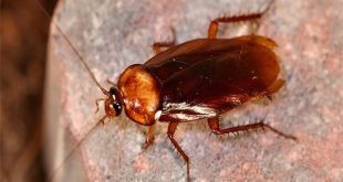 Con gián số mấy - Nằm mơ thấy con gián đánh con gì