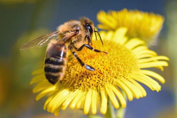 Giải mã giấc mơ thấy con ong là điềm báo gì