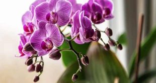 Mơ thấy hoa lan điềm gì?