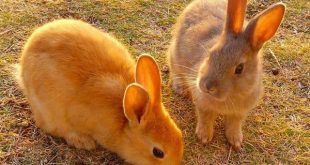 Con thỏ số mấy? Dự báo tương lai từ giấc mơ thấy thỏ