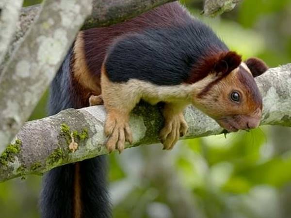 Nằm mơ thấy sóc đánh con gì thắng lớn