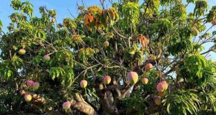 Mơ thấy cây xoài có ý nghĩa gì, đánh số lô tô nào?