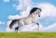 Con ngựa số mấy? Nằm mơ thấy ngựa là điềm hên hay xui?