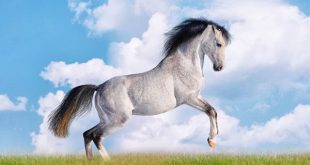 Con ngựa số mấy? Nằm mơ thấy ngựa là điềm hên hay xui?