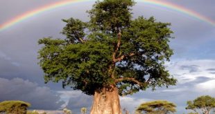 Ngủ mơ thấy cây cổ thụ tốt hay xui đánh con gì trăm trận trăm thắng?