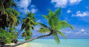 Mơ thấy cây dừa may hay xui đánh con gì sớm phát tài phát lộc?