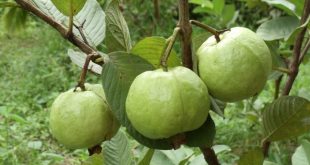 Mộng mơ thấy cây ổi lành hay xui đánh con gì vượng phát?