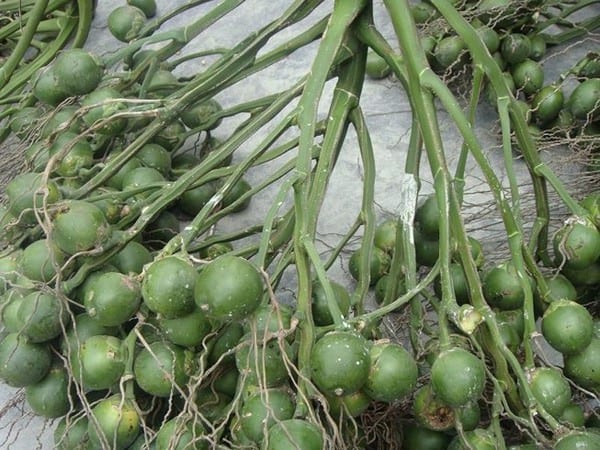 Phân tích ý nghĩa giấc mơ thấy quả cau dự báo điềm tốt hay xấu sắp tới?