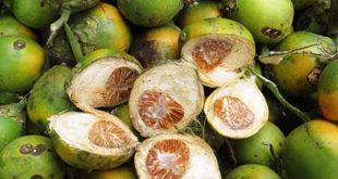 Mơ thấy quả cau may hay xui đánh con gì cho tiền tài đầy túi?