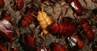 Con gián số mấy? Giải mã bí ẩn giấc mơ thấy gián