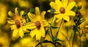 Giải mã ý nghĩa giấc mơ thấy hoa báo hiệu điều gì?