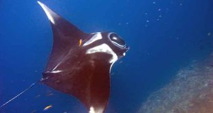 Cá đuối số mấy - Nằm mơ thấy cá đuối đánh con gì ăn chắc