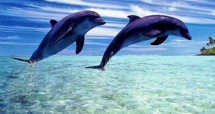 Cá heo số mấy - Nằm mơ thấy cá heo báo điềm tốt hay xấu