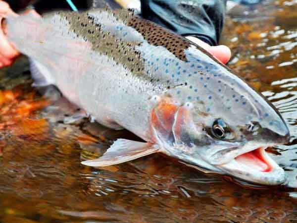 Cá hồi số mấy - Nằm mơ thấy cá hồi đánh con gì ăn chắc