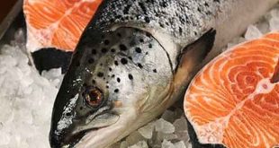 Mơ thấy cá hồi có ý nghĩa gì