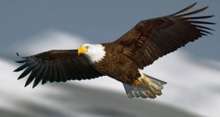 Mơ thấy chim đại bàng tốt hay xấu đánh con gì xác suất về cao nhất?