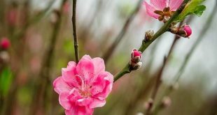 mơ thấy hoa đào