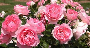 mơ thấy hoa hồng