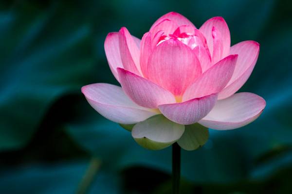 Giải mã ý nghĩa giấc mơ thấy hoa sen