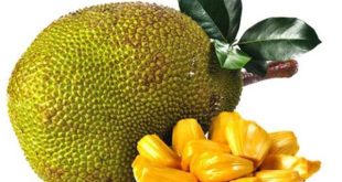 mơ thấy quả mít