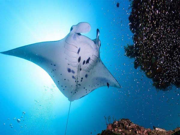 Nằm mơ thấy cá đuối đánh con gì trúng lớn?