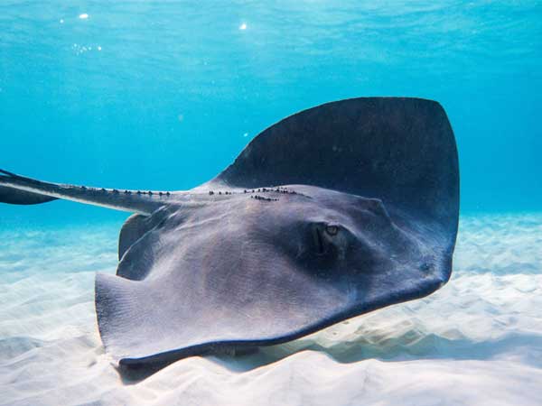 Giải mã ý nghĩa giấc mơ thấy cá đuối