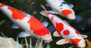 Giãi mã ý nghĩa giấc mơ thấy cá koi