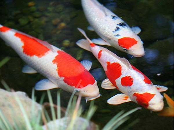 Giãi mã ý nghĩa giấc mơ thấy cá koi