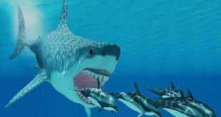 Giải mã ý nghĩa giấc mơ thấy cá mập