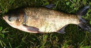 Nằm mơ thấy cá mè có ý nghĩa gì?