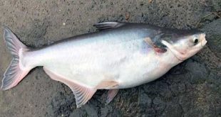 Mơ thấy cá tra đánh con gì trúng thưởng lớn?