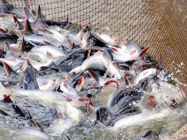 Giải mã ý nghĩa giấc mơ thấy cá tra