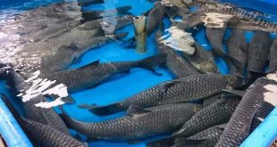 Giải mã ý nghĩa giấc mơ thấy cá trắm đen