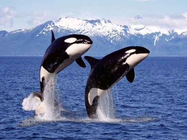 Giải mã ý nghĩa giấc mơ thấy cá voi sát thủ