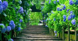 Nằm mơ thấy hoa cẩm tú cầu đánh con gì?