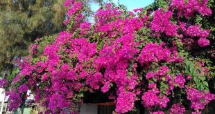 Ngủ mơ thấy hoa giấy là điềm báo lành hay dữ?