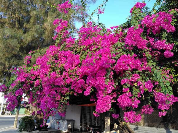 Ngủ mơ thấy hoa giấy là điềm báo lành hay dữ?