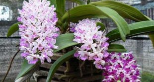 Nằm mơ thấy hoa lan có ý nghĩa gì?