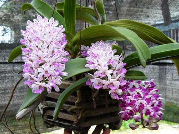 Nằm mơ thấy hoa lan có ý nghĩa gì?