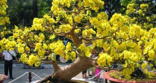 Mơ thấy hoa mai là điềm báo lành hay dữ?