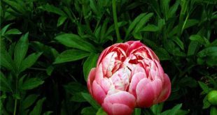 Giải mã ý nghĩa giấc mơ thấy hoa mẫu đơn