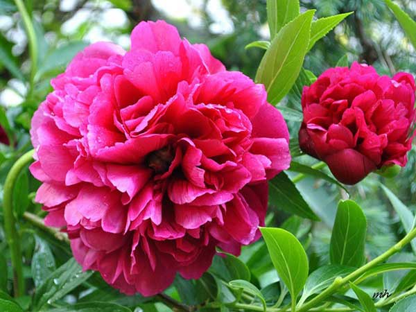 Nằm mơ thấy hoa mẫu đơn đánh con gì?