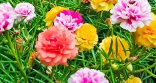 Nằm mơ thấy hoa mười giờ đánh con gì trúng thưởng lớn?