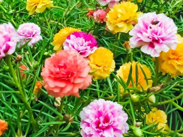 Nằm mơ thấy hoa mười giờ đánh con gì trúng thưởng lớn?